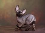 Tamara - Sphynx Kitten For Sale - Norwalk, CT, US