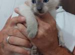 Blue Point - Siamese Kitten For Sale - Marysville, MI, US