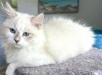 Fae - Siberian Kitten For Sale - Bonita Springs, FL, US