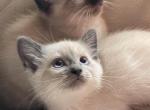 Siamese litter of three - Siamese Kitten For Sale - Westfield, MA, US