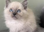 Ragdoll litter of four - Ragdoll Kitten For Sale - Westfield, MA, US