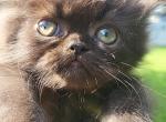 black smokey long hair - Persian Kitten For Sale - 