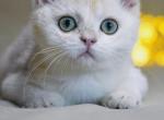 Indigo - British Shorthair Kitten For Sale - Gurnee, IL, US