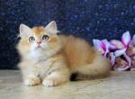 Argon Longhair - British Shorthair Kitten For Sale - Boston, MA, US