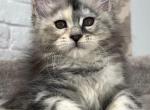 Cleopatra - Maine Coon Kitten For Sale - 