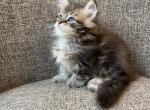 Boy Purebred Siberian Black Brown Tabby - Siberian Kitten For Sale - Old Bridge, NJ, US