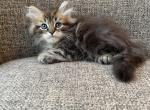 Boy Purebred Siberian Black Brown Tabby - Siberian Kitten For Sale - Old Bridge, NJ, US