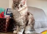 Furiosa - Maine Coon Kitten For Sale - Union City, MI, US