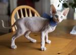 Sphynx Kitten - Sphynx Kitten For Sale - Grand Ledge, MI, US