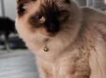 Raj - Ragdoll Kitten For Sale - Fountain, CO, US