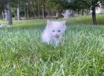 Schmuckels - Ragdoll Kitten For Sale - Midland, NC, US