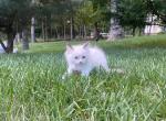 Maisie - Ragdoll Kitten For Sale - Midland, NC, US