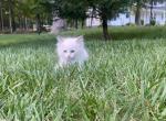 Luna - Ragdoll Kitten For Sale - Midland, NC, US