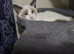 Scarlett - Ragdoll Kitten For Sale - 