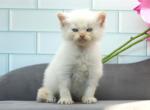 Epic of RomanovCats - Siberian Kitten For Sale - 