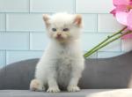 Epic of RomanovCats - Siberian Kitten For Sale - 