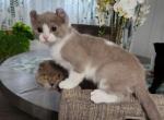 Mr Blue - American Curl Kitten For Sale - Beach Park, IL, US