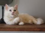 Dutchess - Minuet Kitten For Sale - Capon Bridge, WV, US