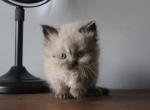 Duke - Minuet Kitten For Sale - Capon Bridge, WV, US