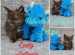 ACOTAR litter - Maine Coon Kitten For Sale - Braham, MN, US