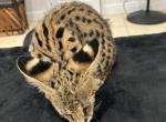 AFRICAN SERVAL BOYS AVAILABLE - Savannah Kitten For Sale - 