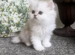 Lucys yr 24 litter - Persian Kitten For Sale - 