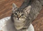 MUNCHKIN rug rugger Tabby female - Munchkin Kitten For Sale - Kissimmee, FL, US