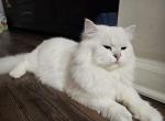 Benie - British Shorthair Cat For Sale/Service - Alpharetta, GA, US