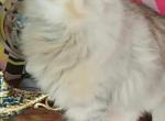 Bimetallic Siberians - Siberian Kitten For Sale - Fitchburg, MA, US