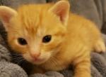 Mixed Bengal Kittens Orange or Gray in Color - Bengal Kitten For Adoption - 