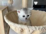 Milo - Scottish Straight Kitten For Sale - 