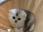 Sparkle - Scottish Fold Kitten For Sale - Lincoln, CA, US