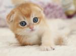 Samon - Scottish Fold Kitten For Sale - Norwalk, CT, US