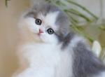 Elmar - Scottish Fold Kitten For Sale - Norwalk, CT, US