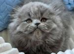 Zephyr - Scottish Fold Kitten For Sale - Norwalk, CT, US