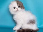 Relax - Scottish Fold Kitten For Sale - 