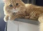 Orange Persian Male - Persian Kitten For Sale - Staten Island, NY, US