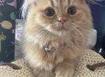 Female Orange Persian - Persian Kitten For Sale - Staten Island, NY, US