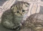 Tiger cubs - Scottish Fold Kitten For Sale - Philadelphia, PA, US