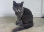 Tina - Scottish Straight Kitten For Sale - MA, US