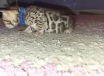 Blue - Bengal Kitten For Sale - Tallahassee, FL, US