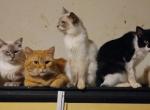 variety kittys - American Shorthair Kitten For Sale - Sacramento, CA, US