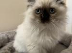 Full Himalayans - Himalayan Kitten For Sale - Gurnee, IL, US