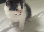 Cowboy bebop - Turkish Angora Kitten For Sale - Shelby, NC, US