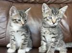 Cassie - Domestic Kitten For Sale - Hagerstown, MD, US