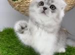 Simba - Scottish Fold Cat For Sale - 