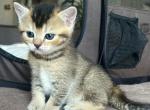 Katara - Scottish Straight Kitten For Sale - Wayne, NJ, US