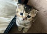 Sukii - Scottish Fold Kitten For Sale - Wayne, NJ, US