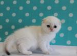 Barbie - Scottish Fold Kitten For Sale - Brooklyn, NY, US