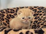 Butters - Exotic Kitten For Sale - 